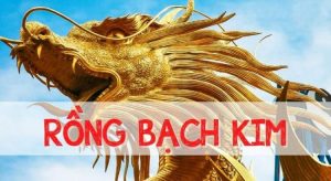 Bí Soi Cầu 66 quyết định Rồng Bạch Kim : Đường đến Thành Công